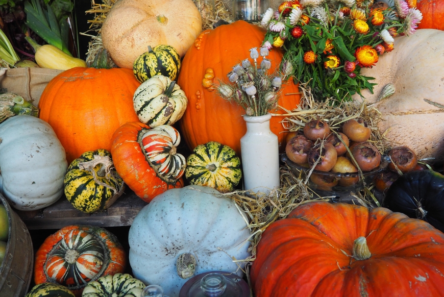 Pumpkins and gourds on display